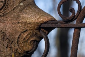 Pagėgių sav. išniekintos kapinaitės: netoliese dviejų kapų atkasti ir išmėtyti žmonių kaulai