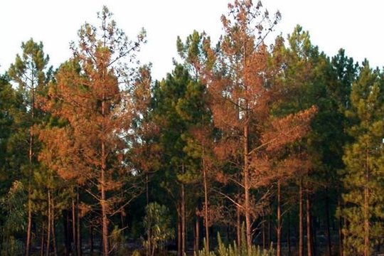 COVID-19 viruso pamokos tinka ir kovoje su augalų kenkėjais