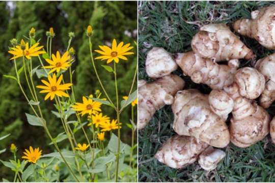 Šias daržoves lietuviai tik neseniai atrado: auginti lengva, nauda didelė, tačiau yra vienas minusas