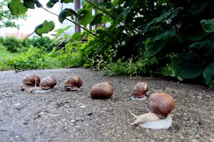 Prasidėjo sraigių rinkimo metas: ką reikėtų žinoti?