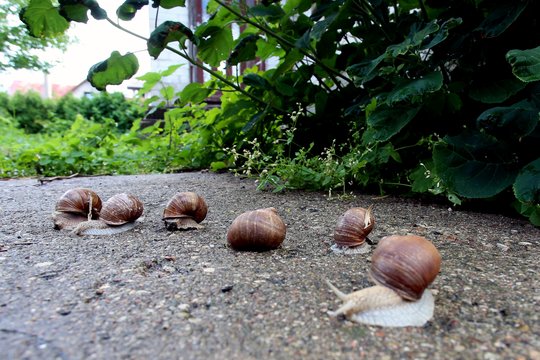 Prasidėjo sraigių rinkimo metas: ką reikėtų žinoti?