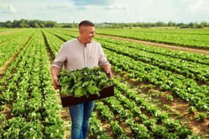 „Lidl“ lietuviškas salotas tiekiantis ūkininkas: turime užtikrinti aukščiausią kokybę