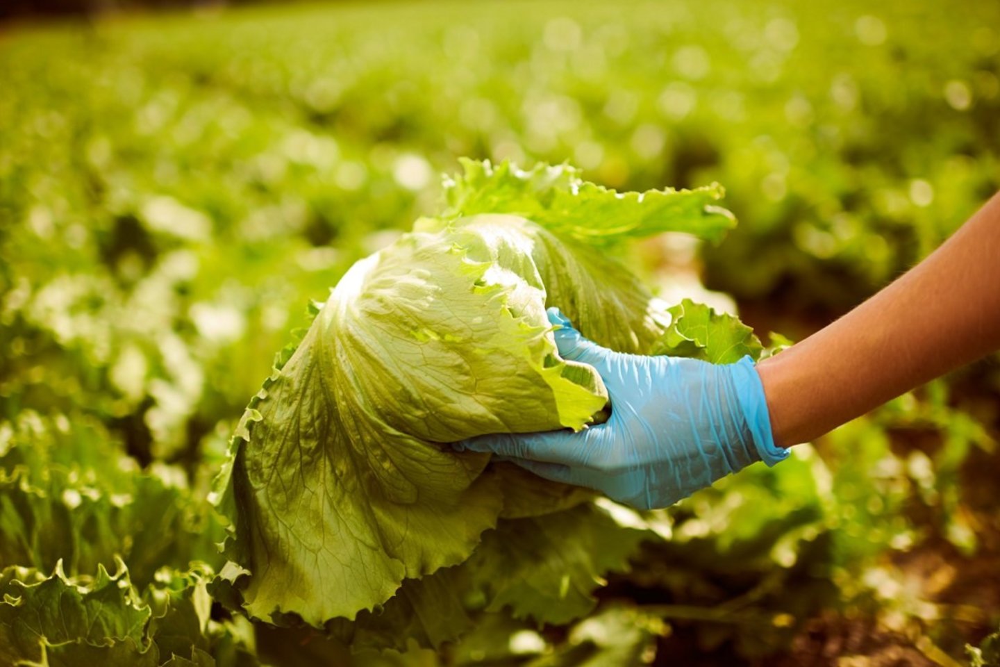 Raseinių rajone esančiame Vaido ir Irmos Nagreckių ūkyje nuo 2013 metų auginamos salotos, kurių didžioji dalis atsiduria ant Lietuvos gyventojų stalų. Anot ūkininko V. Nagreckio, bendradarbiavimas su tokiu partneriu kaip „Lidl“ skatina užtikrinti aukščiausius kokybės standartus.<br> ,,Lidl Lietuva" nuotr.