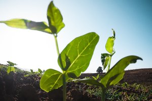 Pasėliams trūksta ne vien lietaus