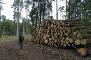 Apie rezervato plėtimo planus pamiršo: Punios šile vėl ruošiamasi kirtimams