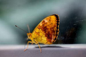 Laikinas grožis? Pasakė, kiek iš tiesų gyvena drugeliai