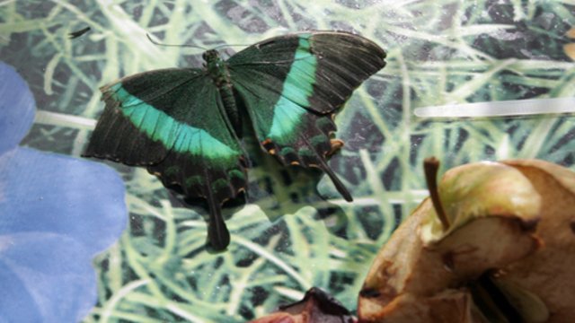 Tiesa ar mitas: drugeliai gyvena vieną dieną