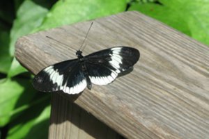 Drugelių veisimas: jie į parodas ir zoologijos sodus atkeliauja iš fermų