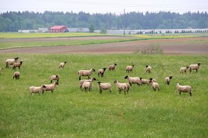 Avių augintojų asociacijos vadovė: sunku patikėti, bet vilkai prarado baimę