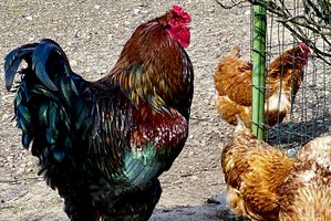 Naminius paukščius leidžiama laikyti lauke