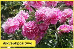 Vieni džiaugiasi gausiu bijūnų žydėjimu, kiti tokio grožio nesulaukia – ką daro ne taip