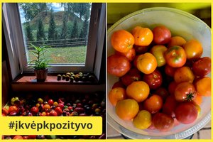 Daugelį pomidorų augintojų ištinka ši bėda – vilnietė suprato, kodėl ir dabar kasmet džiaugiasi derliumi