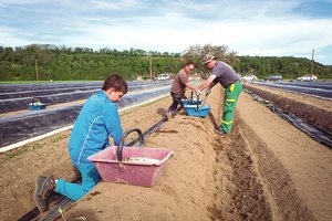 Vakarų ūkininkai raunasi plaukus: trūksta darbo jėgos, derlius pasmerkas supūti