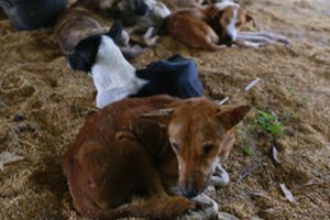  PSO: nepaisant koronaviruso protrūkio, laukinių gyvūnų turgų nereikėtų uždaryti