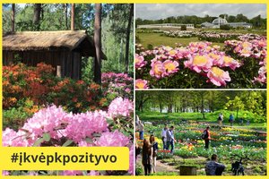 10 vietų Lietuvoje, kuriose galite pasigrožėti margaspalvių žiedų jūra