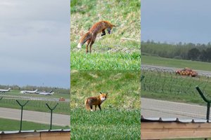 Lapiuką tyčia suvažinėjęs Vilniaus oro uosto darbuotojas paliko pareigas