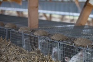 Lietuvos kailinių žvėrelių augintojai: subsidijų iš valstybės neprašysime