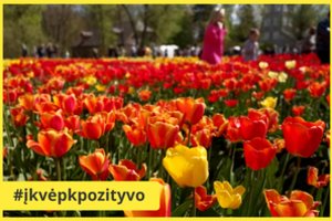 Net ypatingos sąlygos neišgąsdino – į Burbiškių dvarą patraukė tulpių grožio pakerėti žmonės