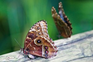 Viena populiariausių drugelių rūšių priešus atbaido labai neįprastu būdu