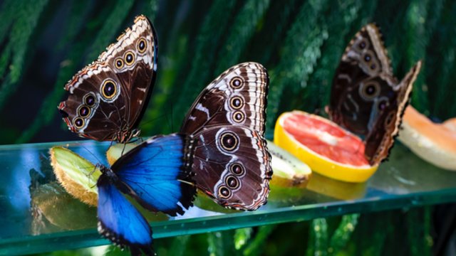 Ypatingą pavadinimą šie drugeliai gavo dėl įstabių akių ant sparnų