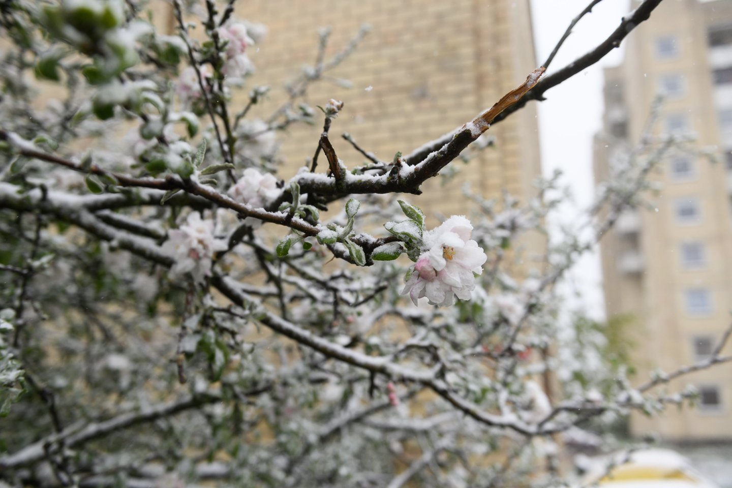 Pro langą pamatytas sniegas šįryt vienus nustebino, kitus išgąsdino – sniegas užklojo žydinčias obelis, vyšnias, paslėpė terasose ir kiemuose susodintas gėlės.<br>V.Skaraičio nuotr.