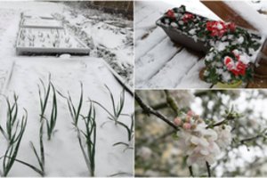 Žinovai pasakė, kokius augalus dar skubiai galima išgelbėti nuo sniego, tačiau yra ir liūdnų prognozių