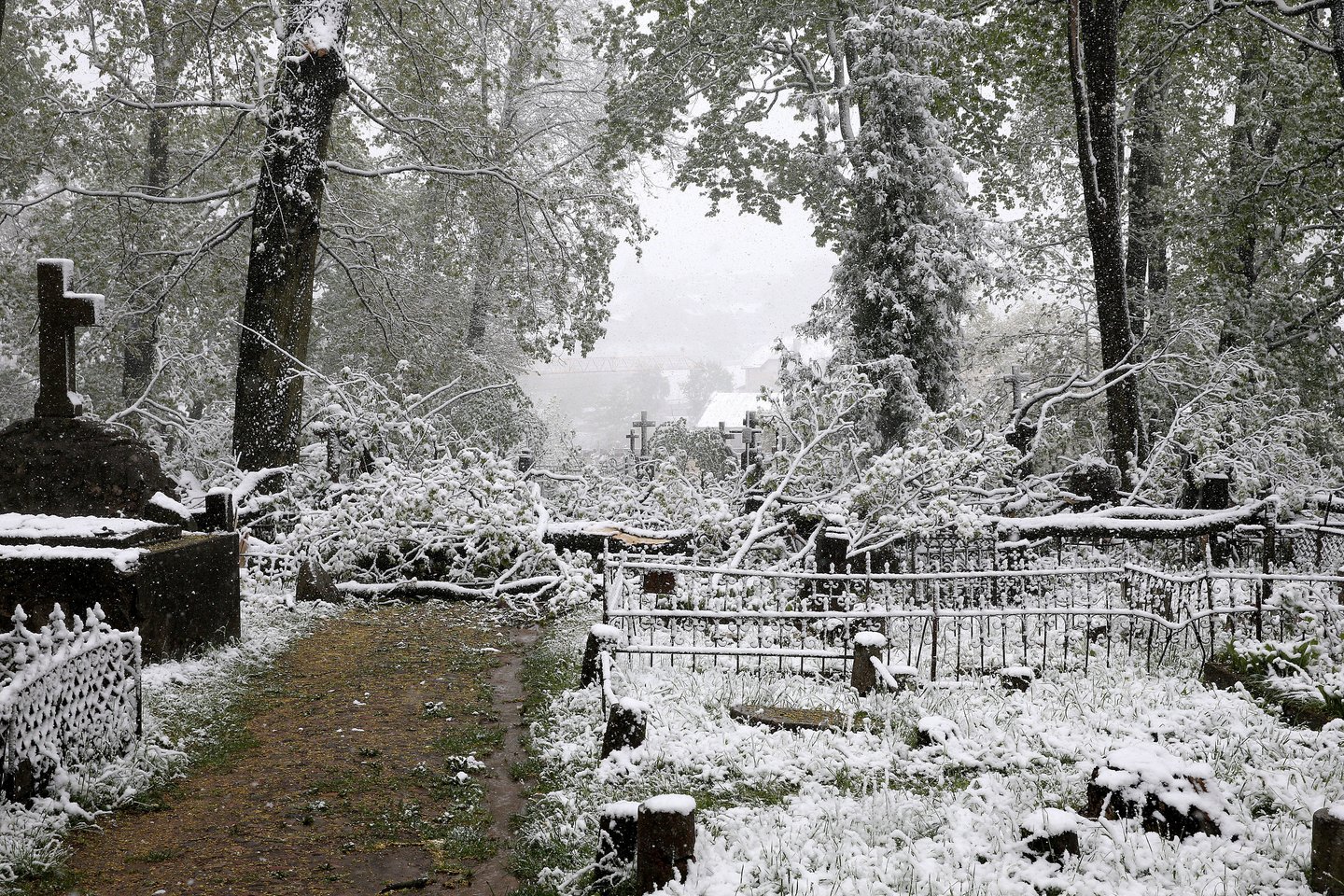 Vėjas išlaužė medžius Bernardinų kapinėse.<br> R.Danisevičiaus nuotr.