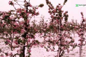 Gegužės sniego padengti Luksnėnų sodai rizikuoja prarasti daug derliaus