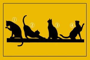 Pasirinkite katę: sužinosite apie save svarbų dalyką