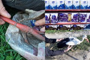 Pamaryje gandras su „Grigeo“ tualetinio popieriaus maišu ant kojos skraidė lyg su parašiutu