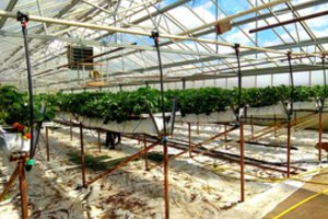 Pirmosios lietuviškos braškės skinamos Kėdainiuose: jokios chemijos