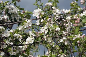 Vilkaviškio rajone pavogtos 38 obelys