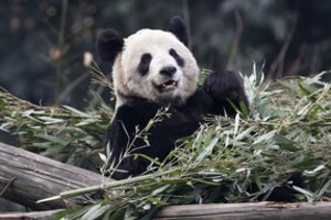 Kanada grąžino Kinijai dvi pandas: nebeturi kuo šerti