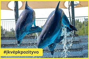 Lietuvos jūrų muziejuje atnaujinami delfinų ir jūrų liūtų pasirodymai