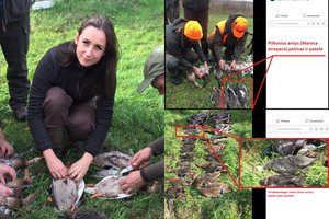 Paviešino skandalingus viceministrės R. Vaitkevičiūtės užsiėmimus: nušovė tris saugomus paukščius