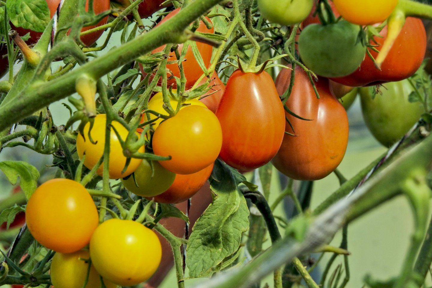 Norint gero derliaus, pomidorus svarbu tinkamai pasodinti ir prižiūrėti.<br>V.Ščiavinsko nuotr.