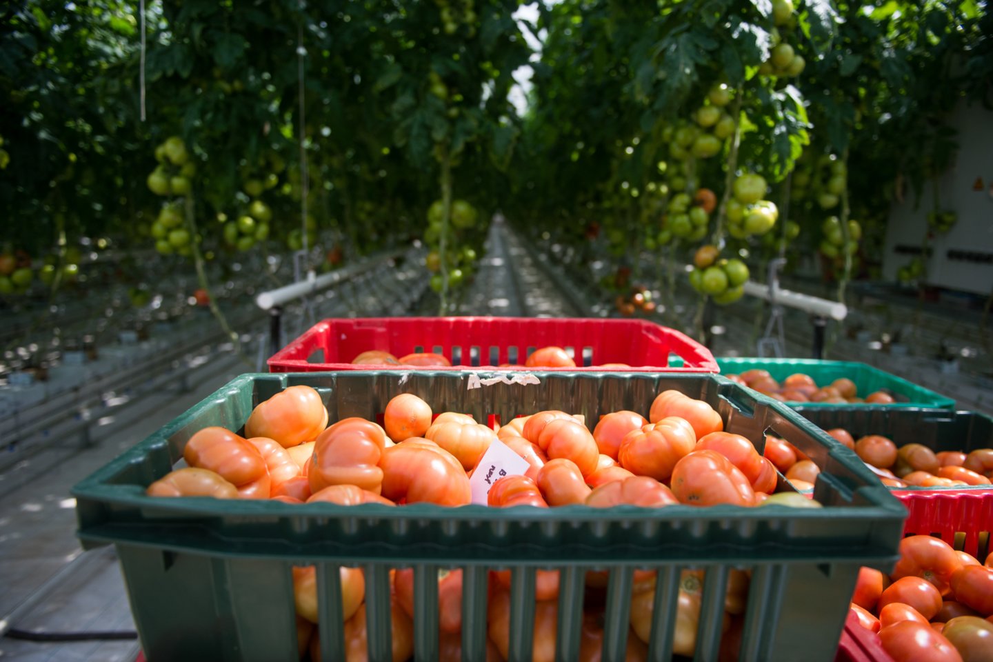 Norint gero derliaus, pomidorus svarbu tinkamai pasodinti ir prižiūrėti.<br>J.Stacevičiaus nuotr.