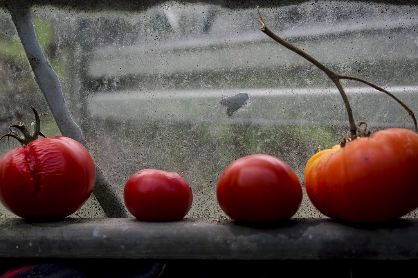 Norint gero derliaus, pomidorus svarbu tinkamai pasodinti ir prižiūrėti.<br>V.Ščiavinsko nuotr.