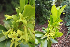 Kaune pražydo ypatingas augalas – vienintelis toks Baltijos šalyse