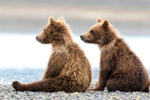 Į Estijos sostinę atklydus lokiams, gyventojai raginami likti namuose