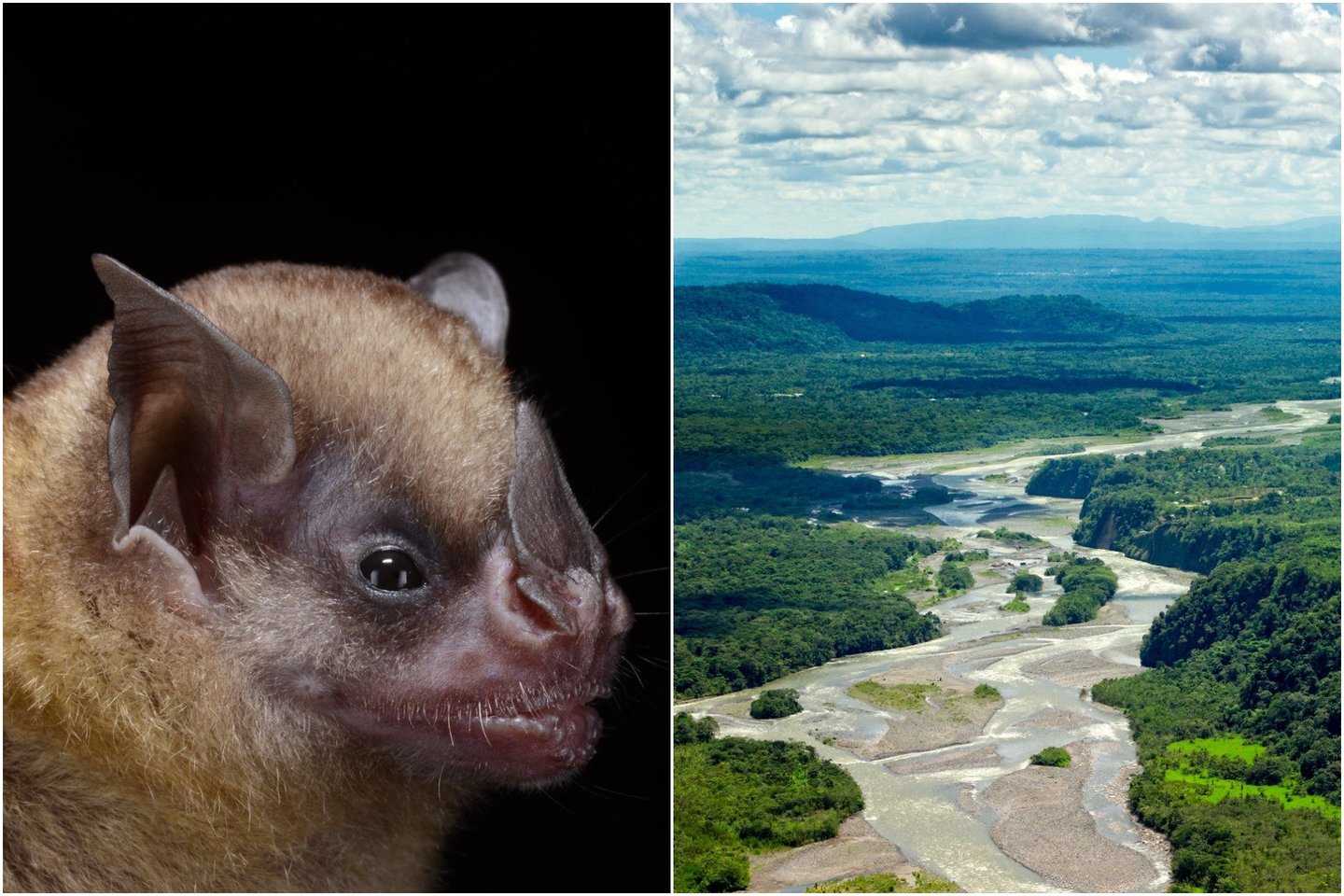  Tildos geltonpetis šikšnosparnis – viena iš daugybės šikšnosparnių rūšių, gyvenančių Brazilijos miškuose.<br> Wikimedia commons / 123rf nuotr.