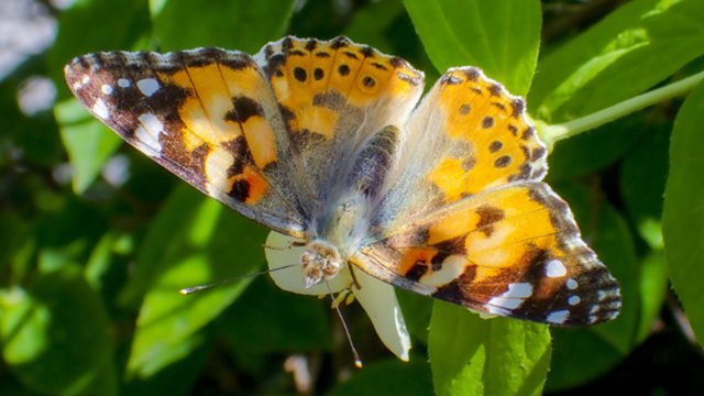 Pasigrožėkite: įspūdingiausių pasaulyje drugelių dešimtukas