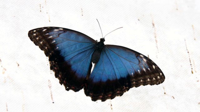 Prietarai apie drugelius: keisčiausi pasaulio mitai ir patarlės