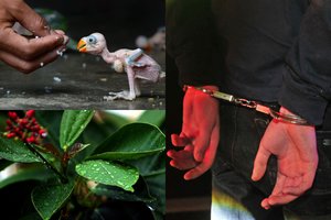 Sulaikyti trys rusai Šri Lankos rezervatuose vogė augalus ir gyvūnus: paleido tik už užstatą