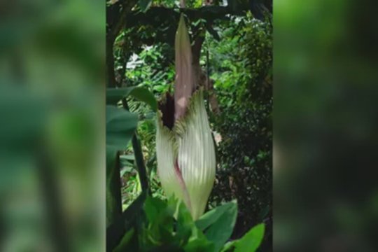 Belgijoje – reto grožio vaizdas: pražydo didžiausia gėlė pasaulyje