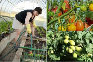 Po permainingų orų pomidorai keliauja į šiltnamį – vilnietė pasidalijo klaida, dėl kurios nesulaukdavo gero jų derliaus