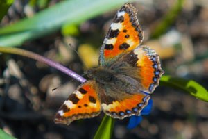 Įdomiausi prietarai apie drugelius: ir laimę atneša, ir mirusiojo sielą įkūnija