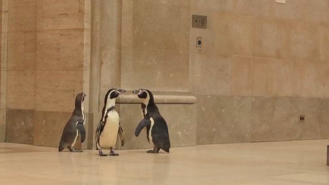 Tokios ekskursijos kasdien nepamatysi: karantino metu uždarytą muziejų aplankė pingvinai
