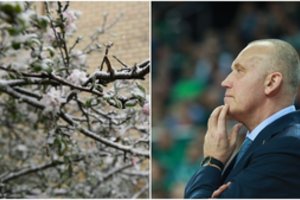 Netikėtas sniegas užklupo ir R. Kurtinaičio medelyną: „Bandėme gelbėti“