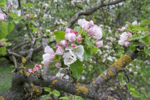 Pasakė, ko šiukštu nedaryti, kai sniegas nukloja obelų šakas